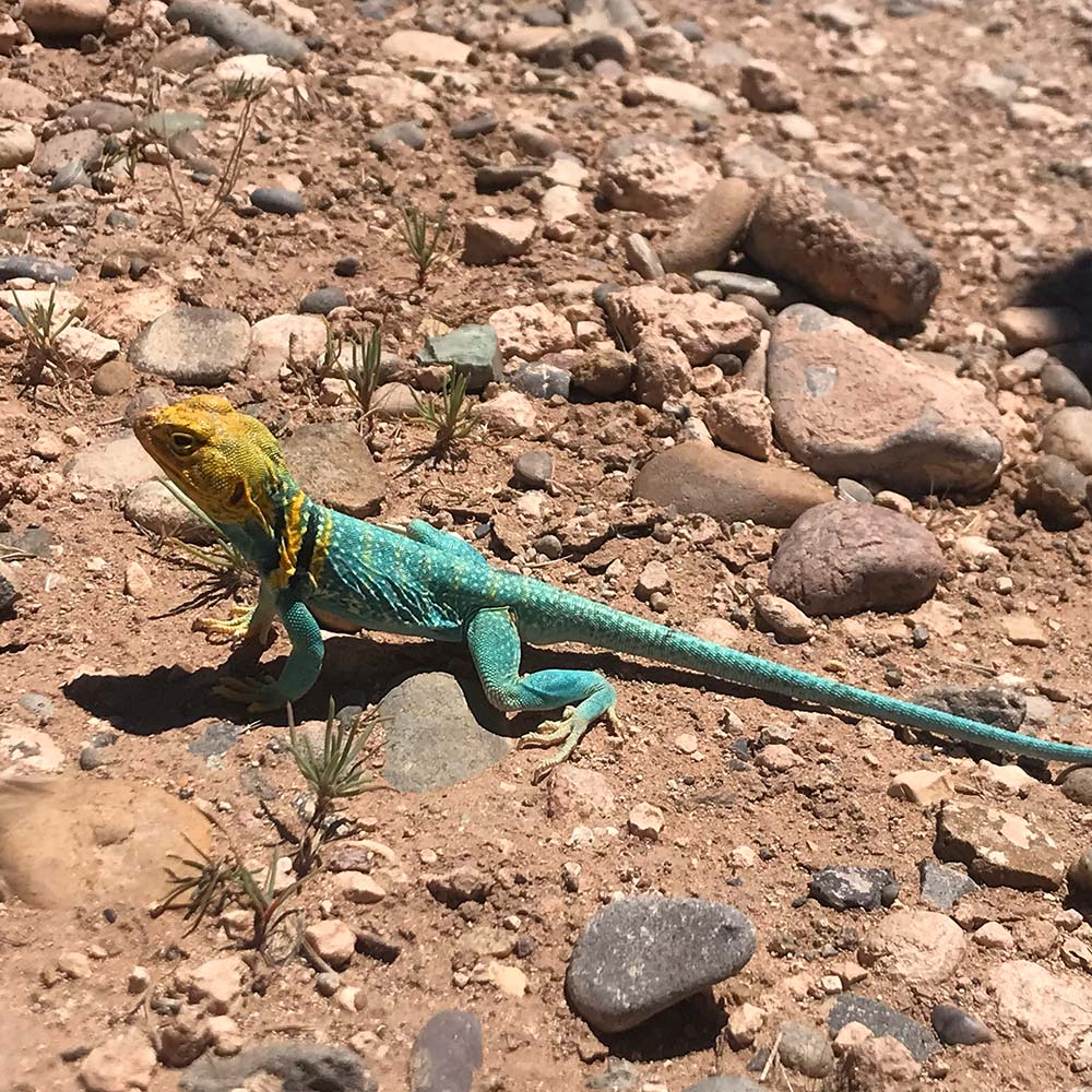 Spotting a lizard on a desert based Adventure!