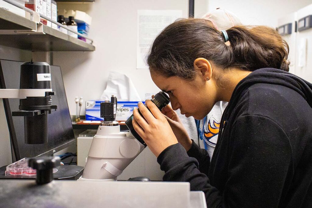 Student looks through microscope in Girls in STEM Biomedical lab tour